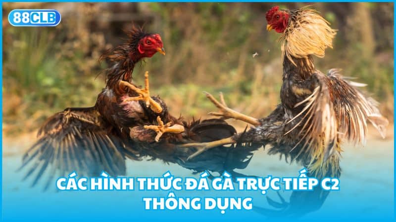 Các hình thức đá gà trực tiếp C2 thông dụng