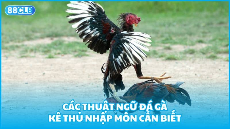 Các thuật ngữ đá gà kê thủ nhập môn cần biết