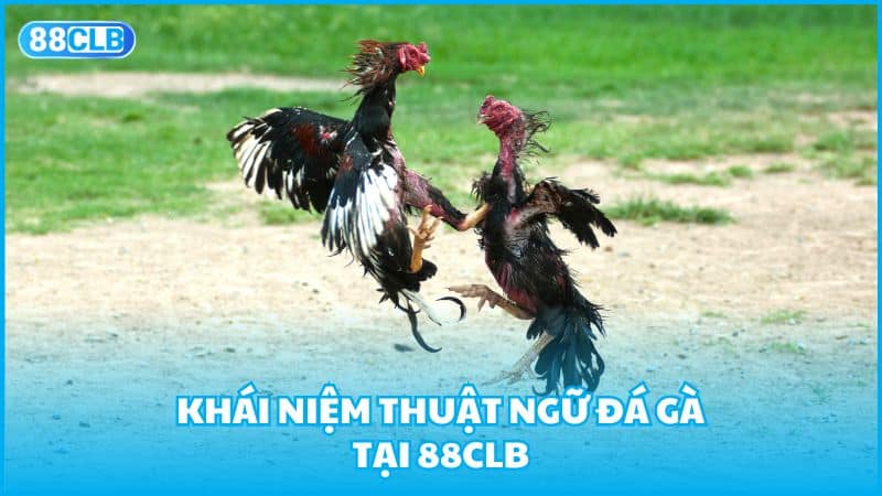 Khái niệm thuật ngữ đá gà tại 88clb