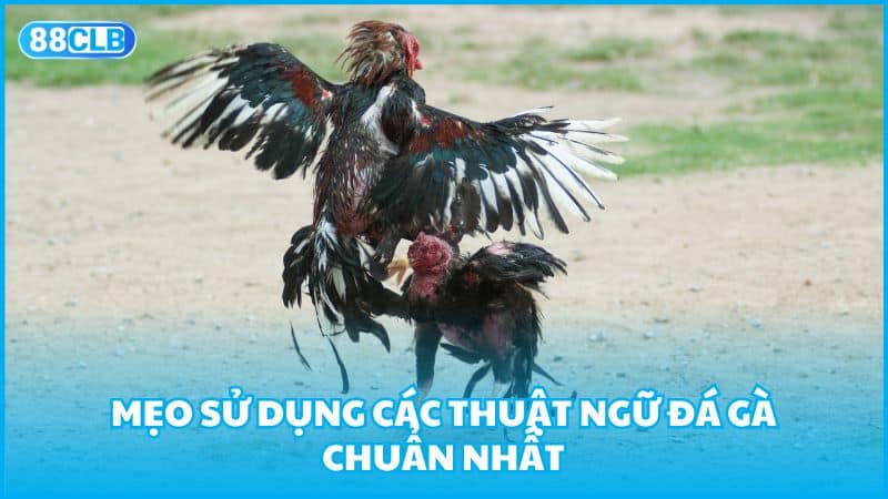 Mẹo sử dụng các thuật ngữ đá gà chuẩn nhất