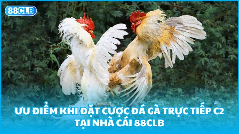 Ưu điểm khi đặt cược đá gà trực tiếp C2 tại nhà cái 88clb